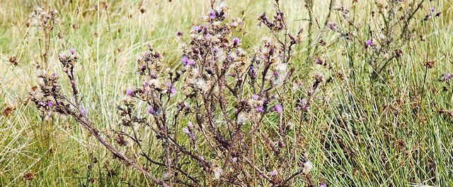 Durch die Natur Durch die Natur