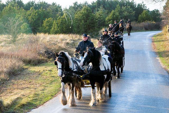 Ausflug per Pferd und Kutsche über die Insel Ameland